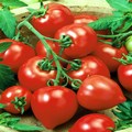 Томаты Томаты