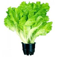 Листья салата в горшочке шт 