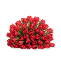 Тюльпан 50шт упаковка