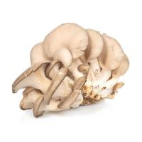 Грибы Вешенки кг