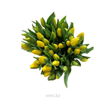 Тюльпан 50шт упаковка