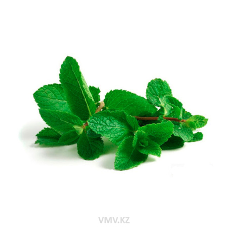 Мята свежая кг