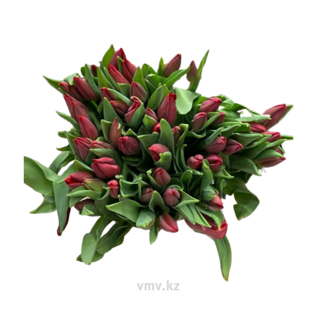 Тюльпан 50шт упаковка